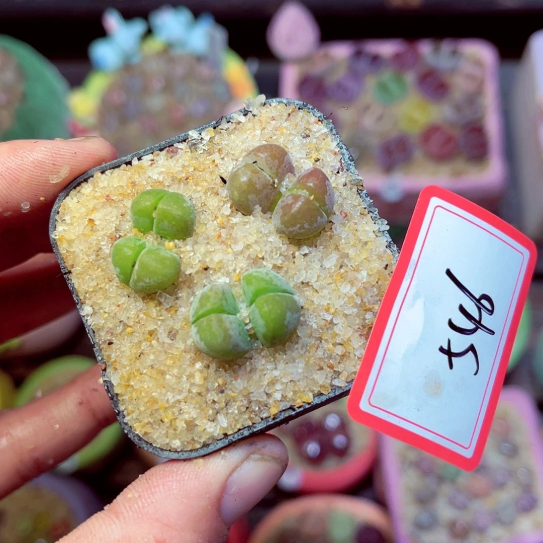 面****546生石花带盆发1