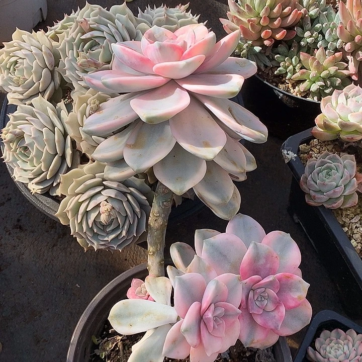 616紫乐锦一物一拍多肉