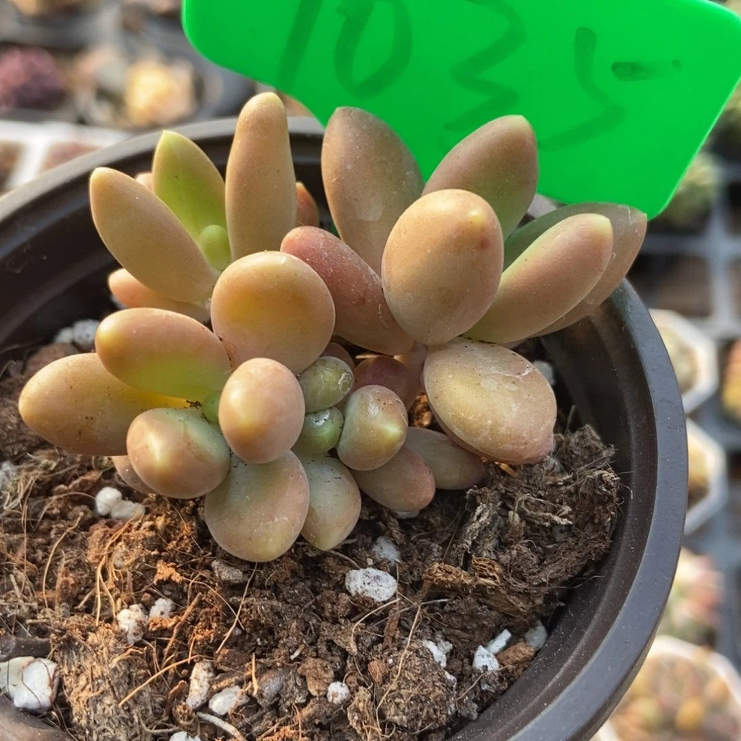 1035芒果奶多肉植物