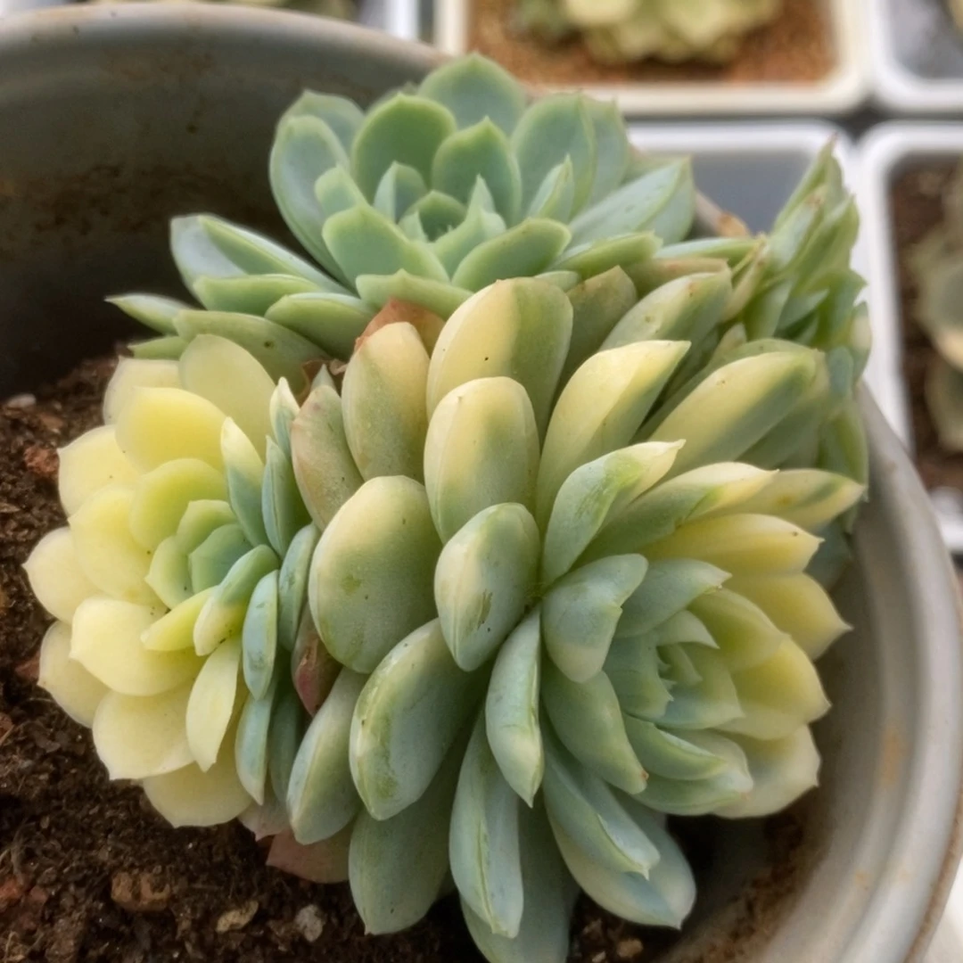 357草莓冰锦锦锦锦锦锦