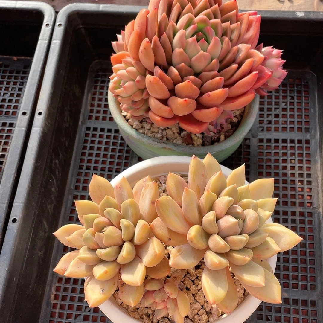 多肉植物一物一拍