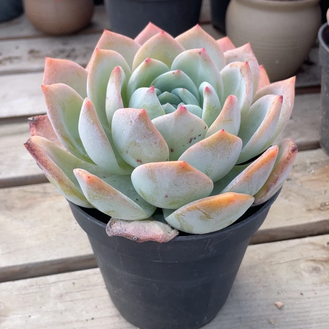 1707  凤橙  六月六