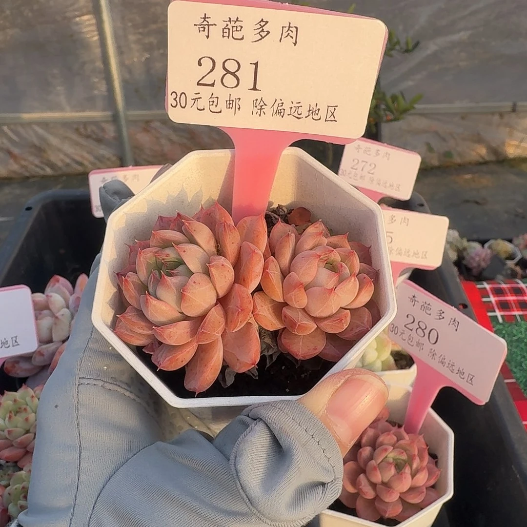 281 脱土 一物一拍 不包整