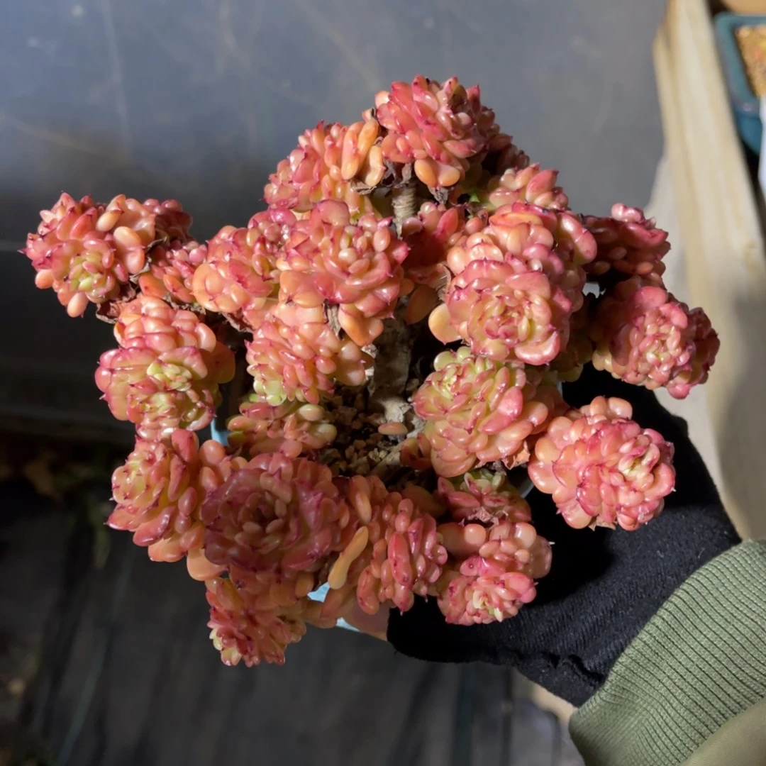 蜡牡丹 一物一拍不支持退换