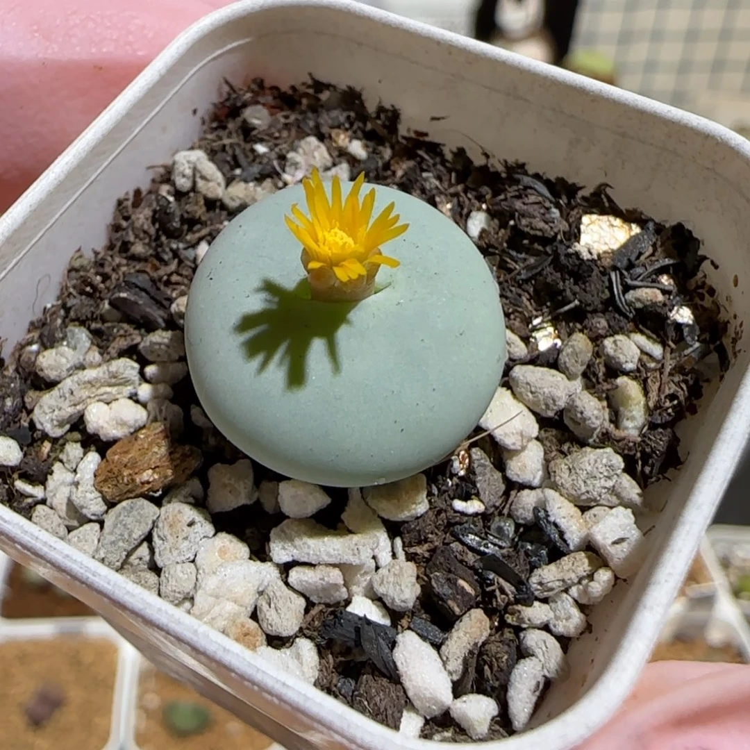 肉锥多肉植物组合-杂交881