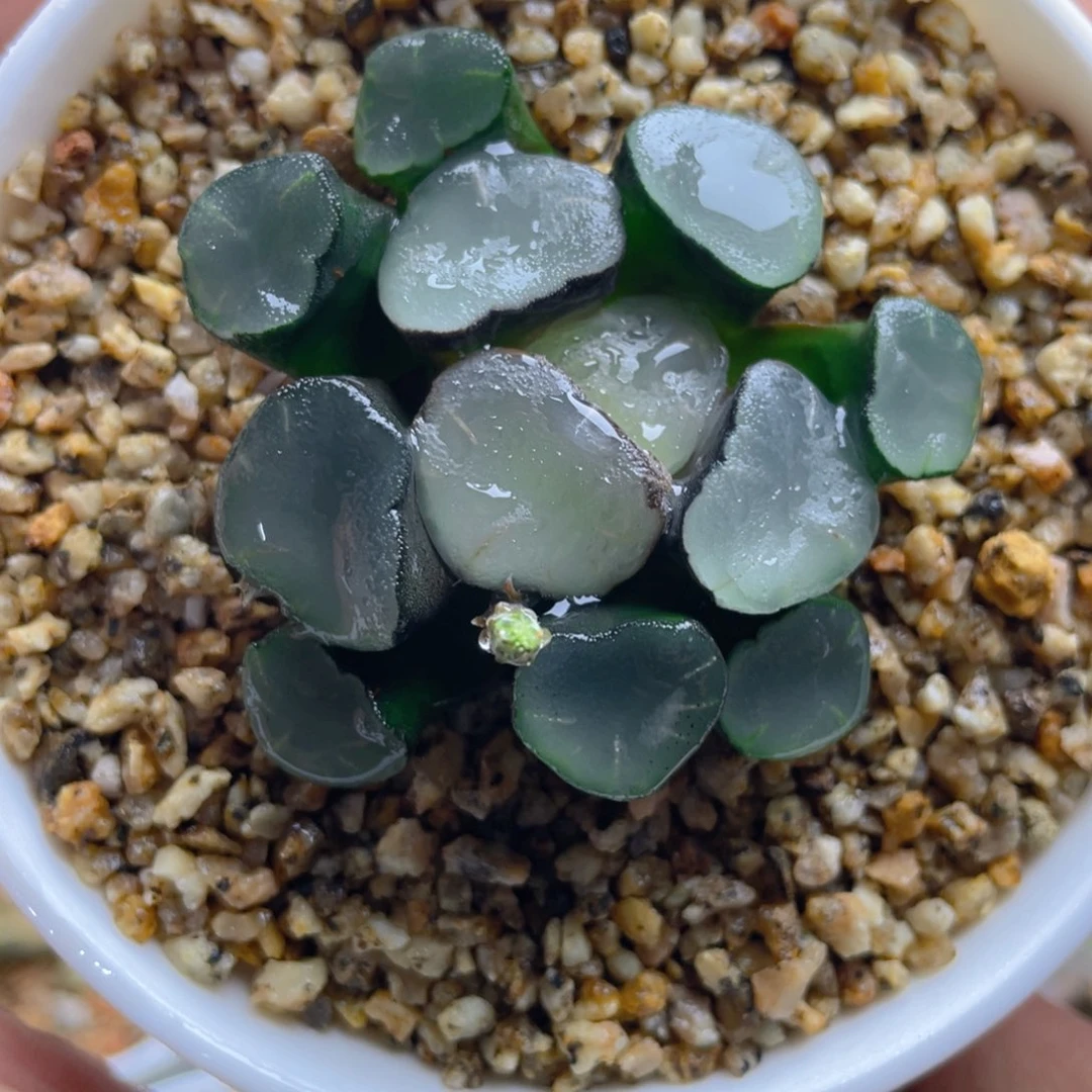 33.十二卷空门万象。