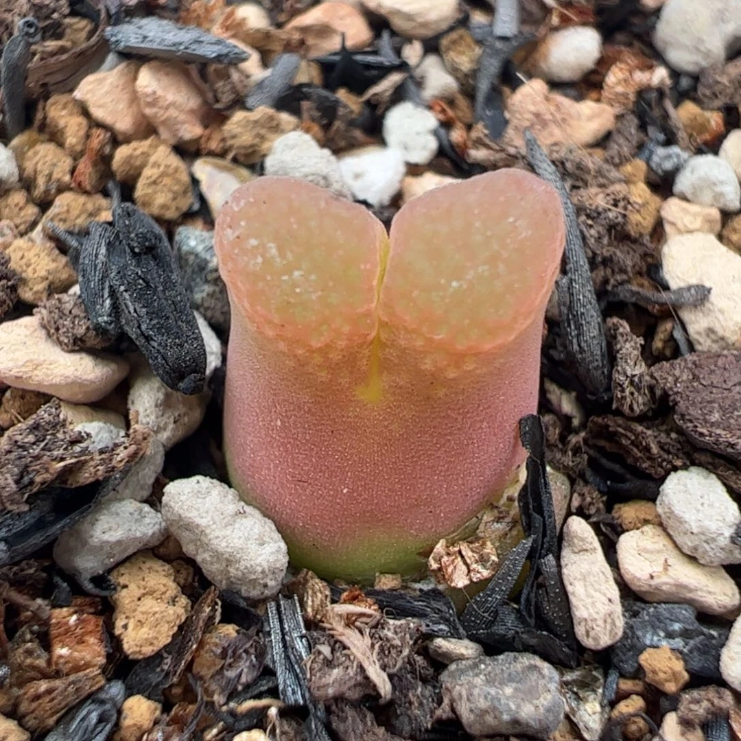 632多肉植物组合