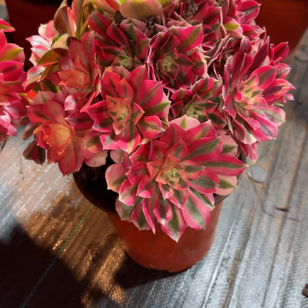 ?**楠粉女巫6592多肉粉女巫