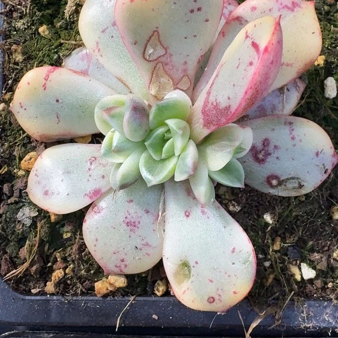 斗牛士底座一物一拍