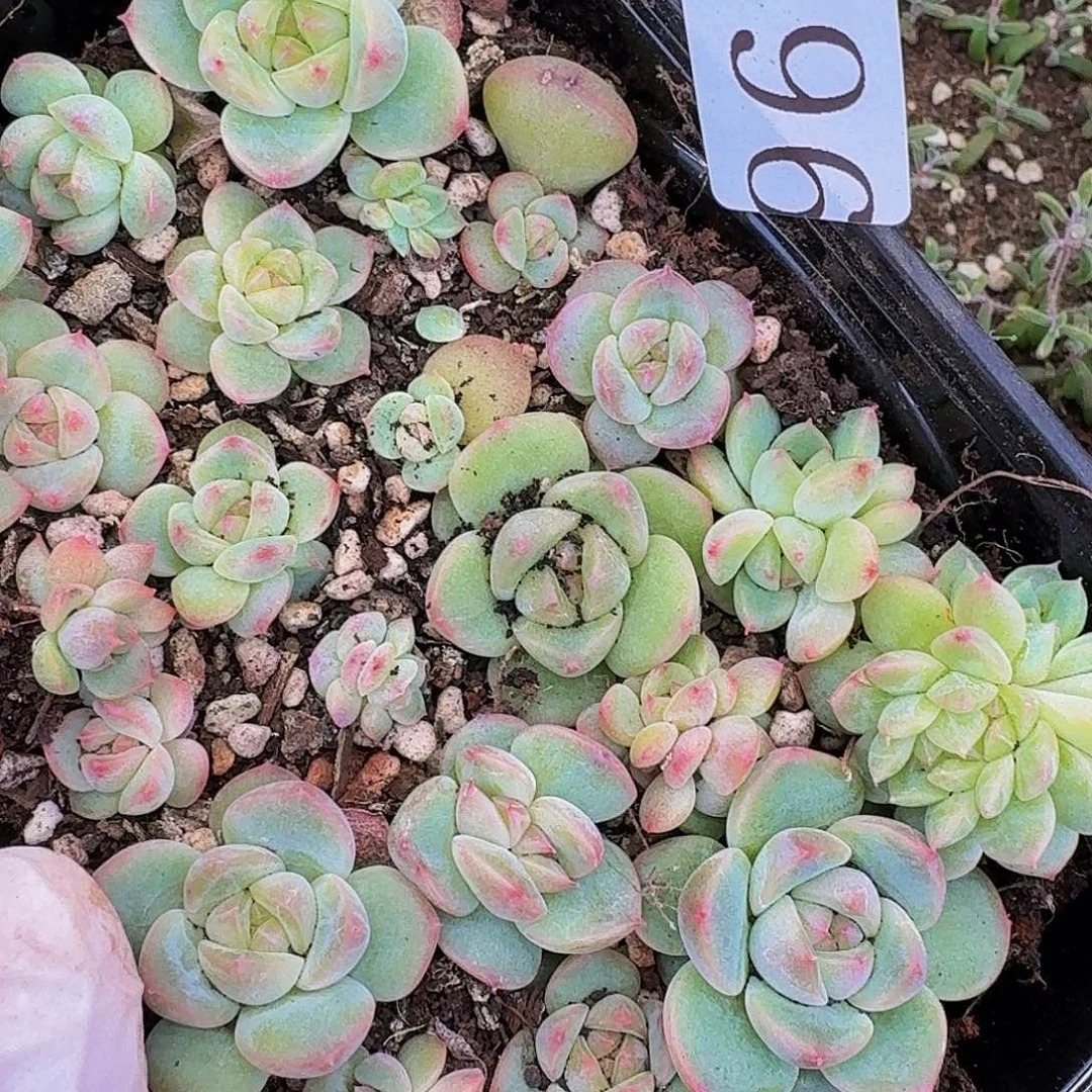 菲**属多肉植物多肉植物964