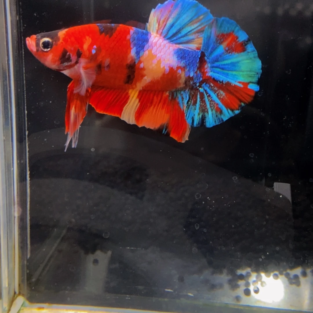 斗鱼264巨斗111111
