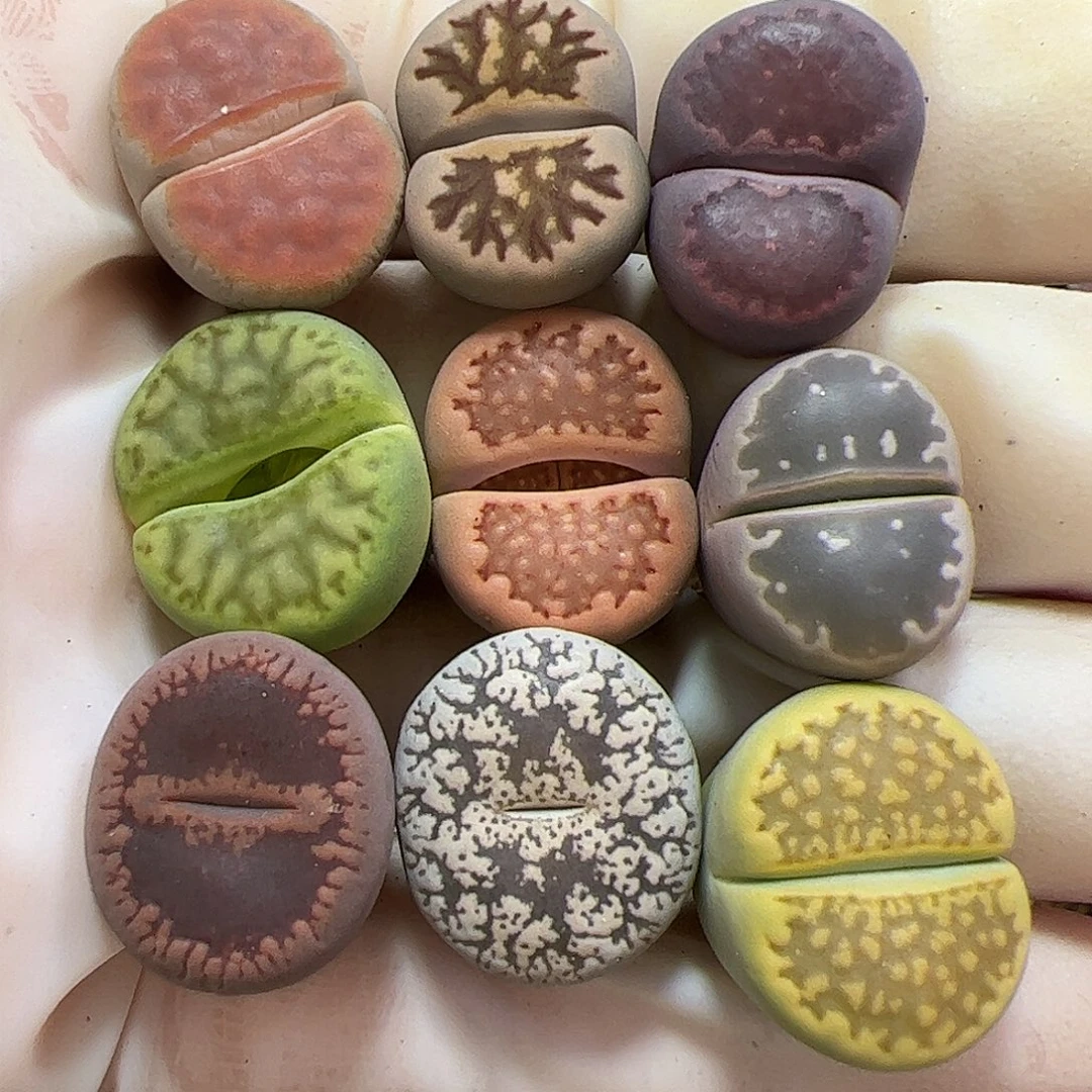 生石花多肉彩拼一手