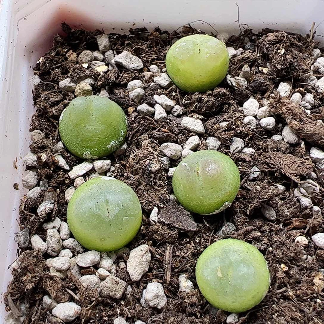 无花朵脱土发看好再拍
