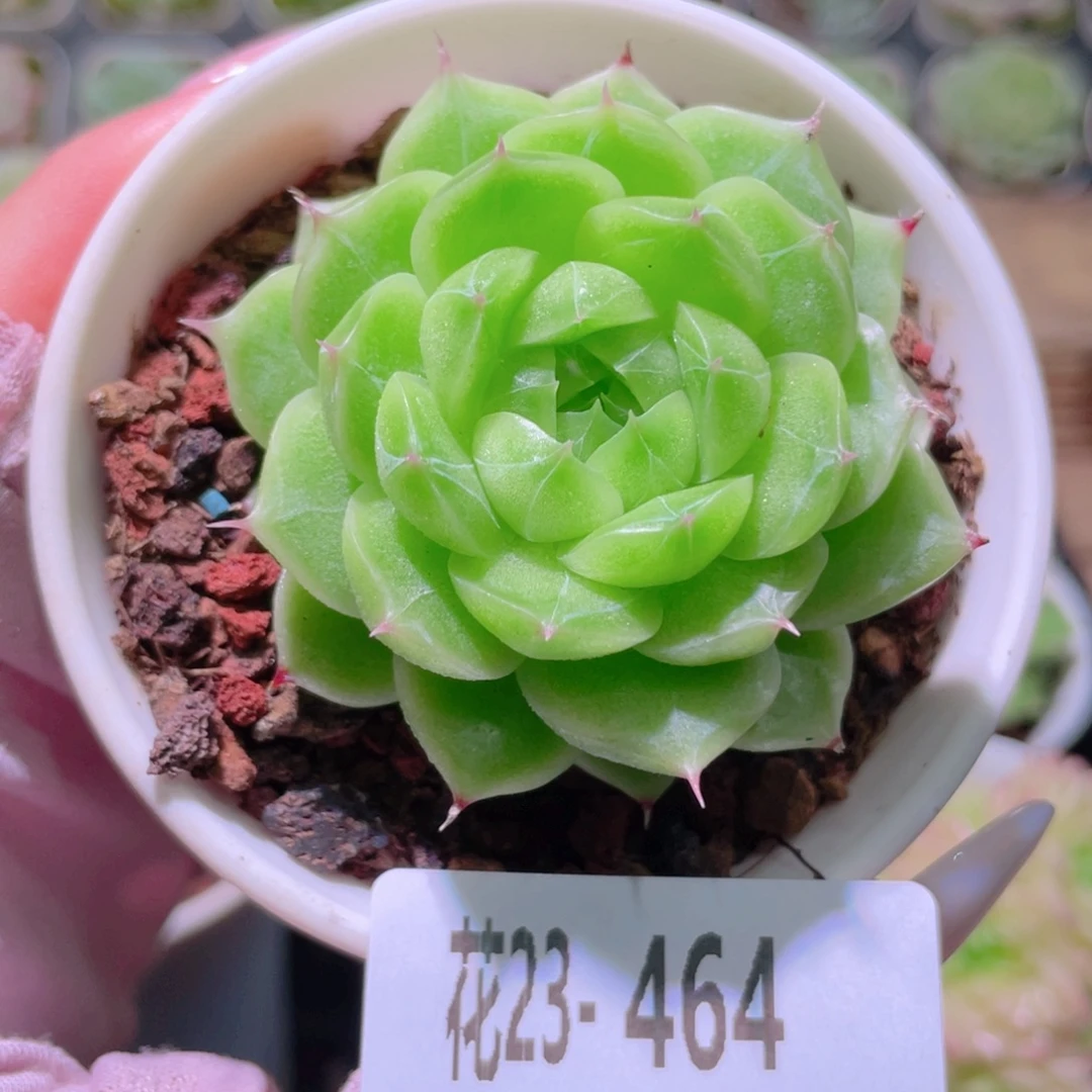花利美23-464麦秆