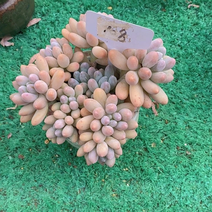 是因为他们没有勇气走