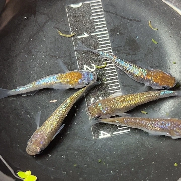 青鳉鱼海王星一组56