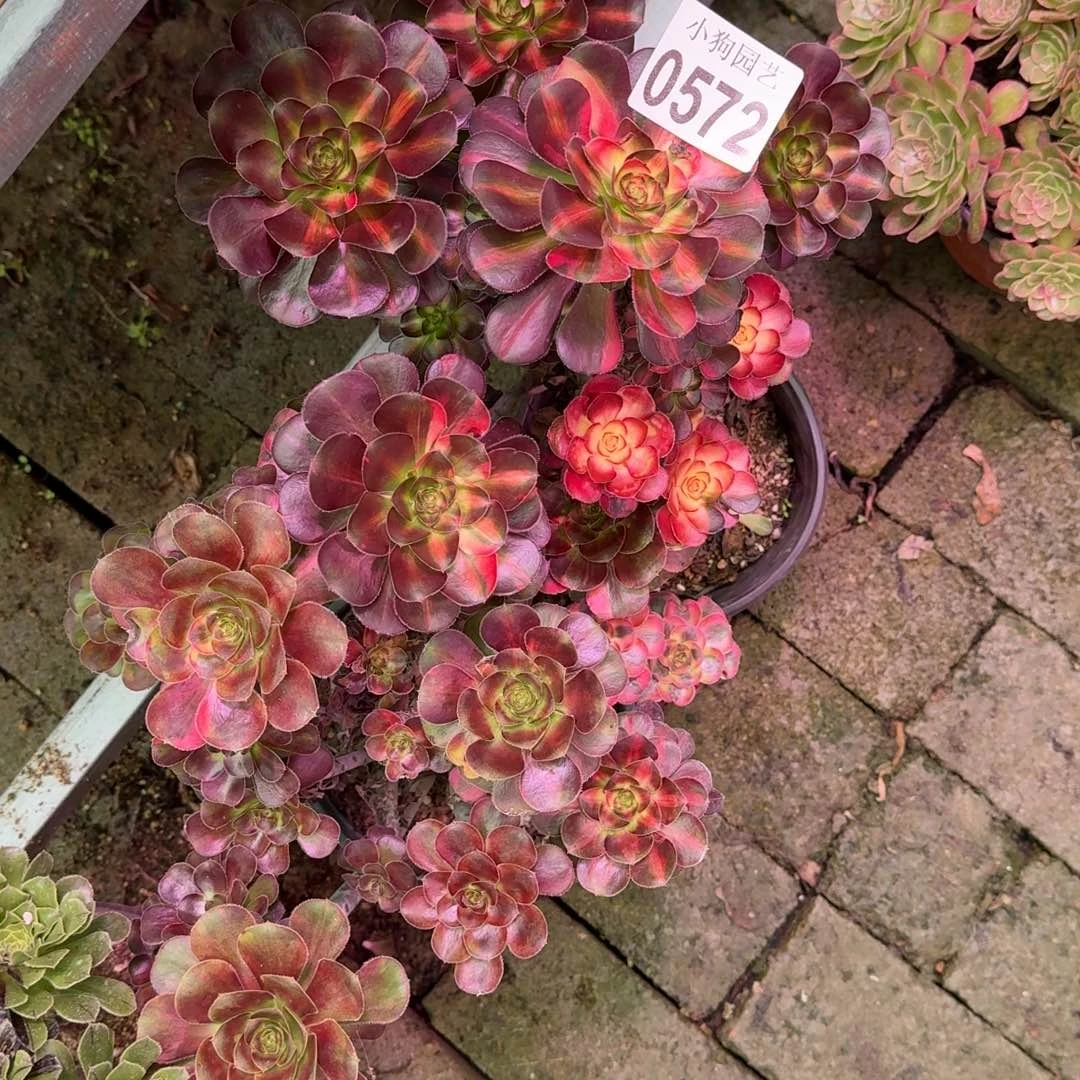 阿***兔花蝴蝶多肉植物0572