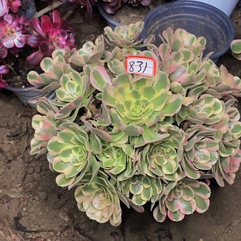 布加迪老桩捧花831号