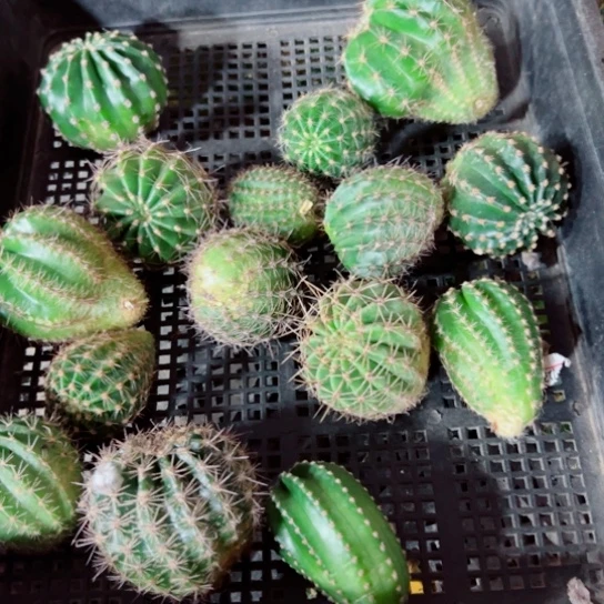 下65框拍歪斑丑小无根侧芽无售后