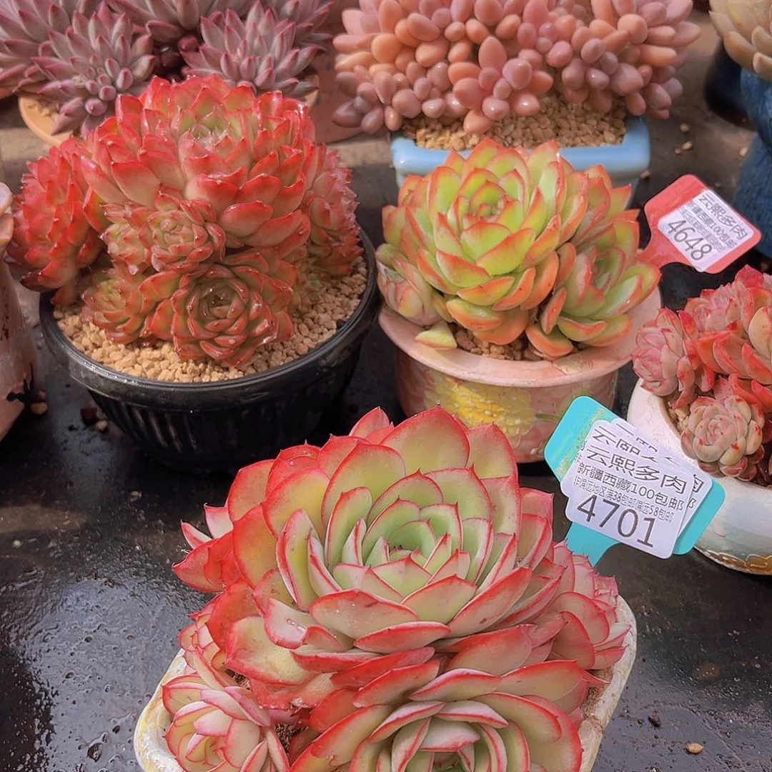 4701牡丹亭多肉植物
