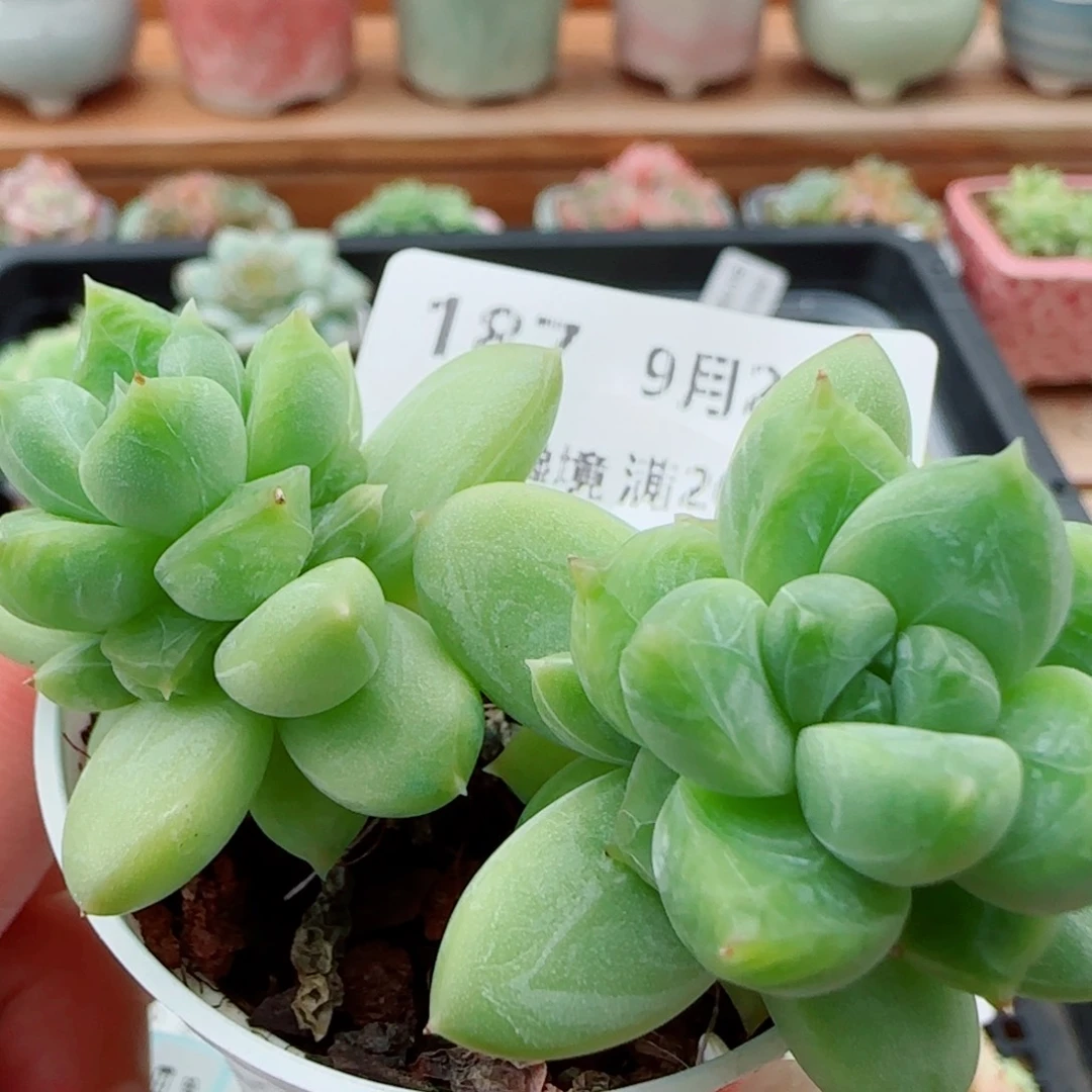 花语逸镜0924-187