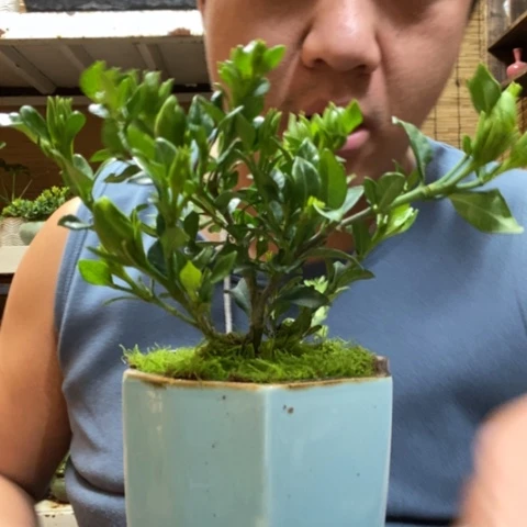红陶一物一拍所见即所得305