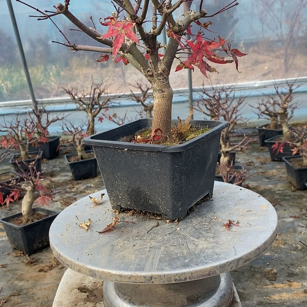 无花朵初星星枫树