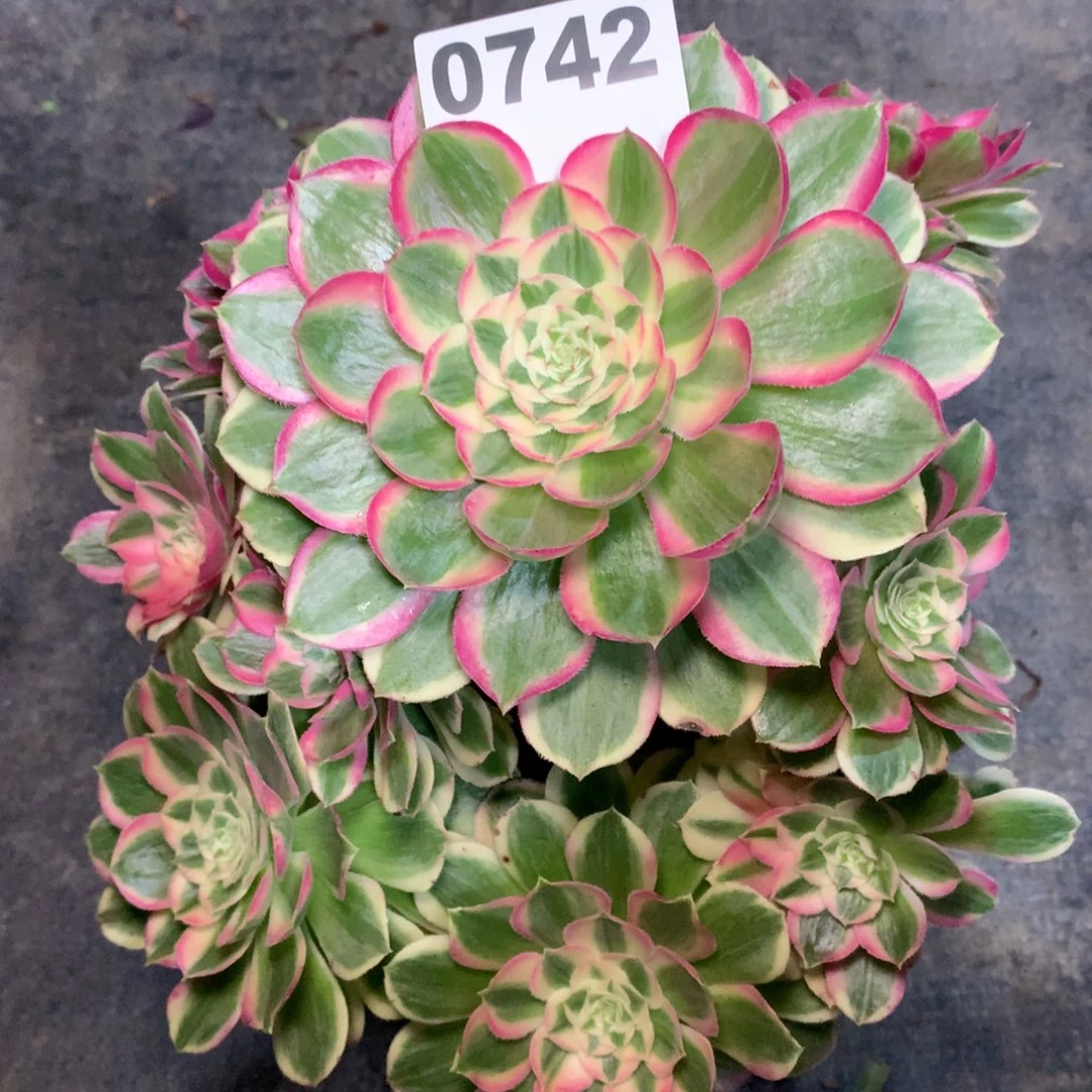 孔雀翎742法师多肉植物2500000