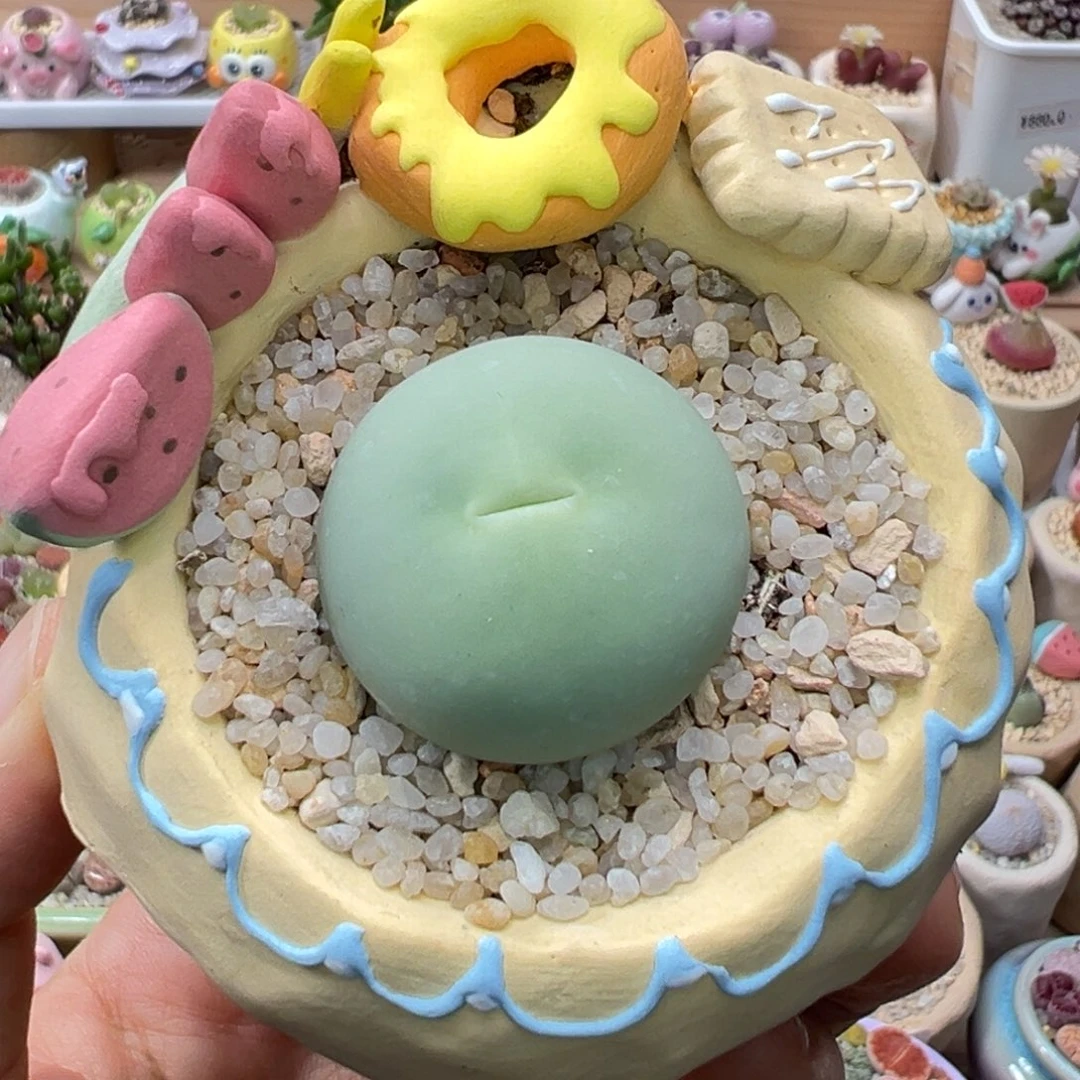 多肉植物172号大鸽子蛋