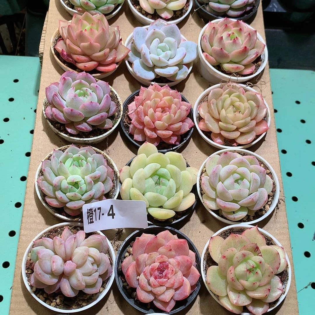 17-4一物一拍带盆18颗。