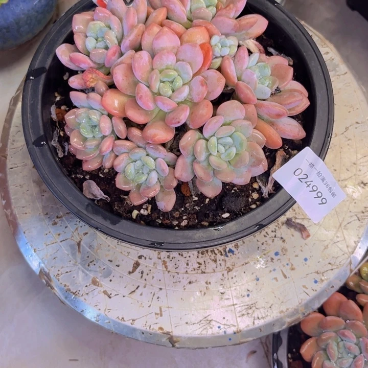 燕***姐多肉一物一拍4999