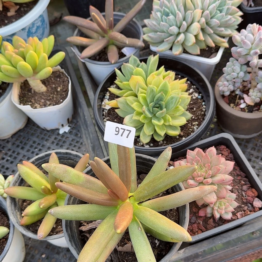 风**泳977号 一物一拍