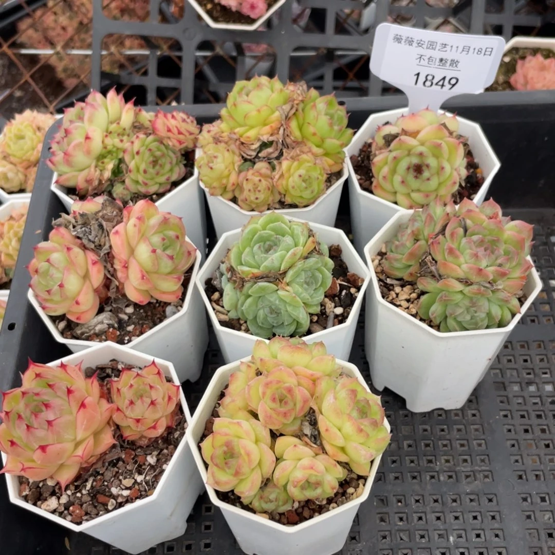 不包整散 盆子不售后1849