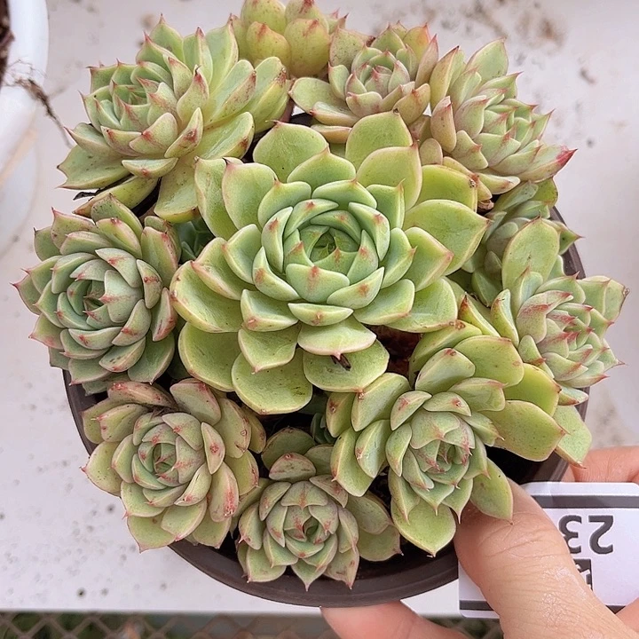 笨吧2311多肉植物