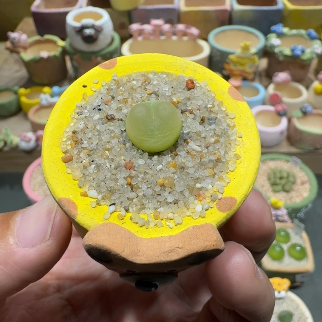 蘑菇1212拉登多肉植物