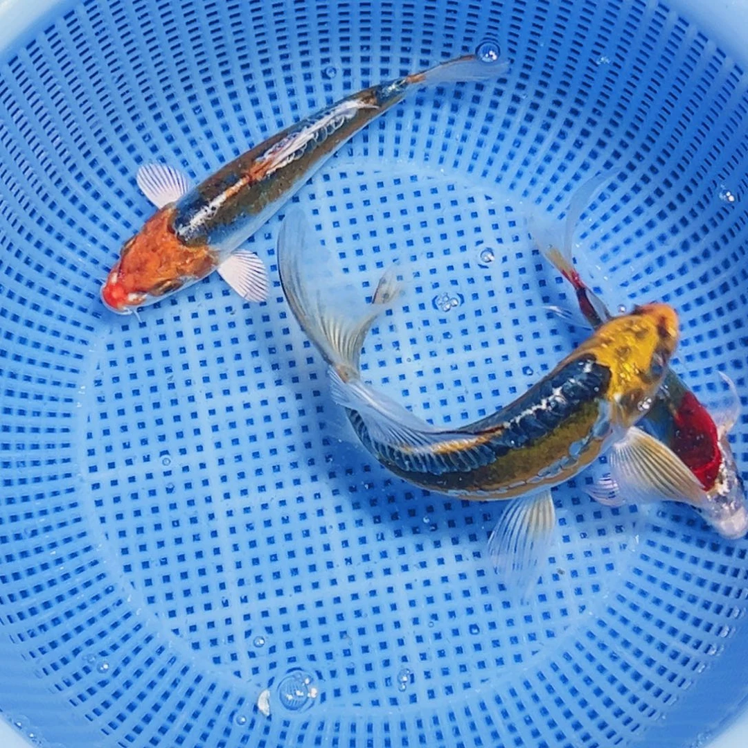 锦鲤锦鲤观赏鱼2111