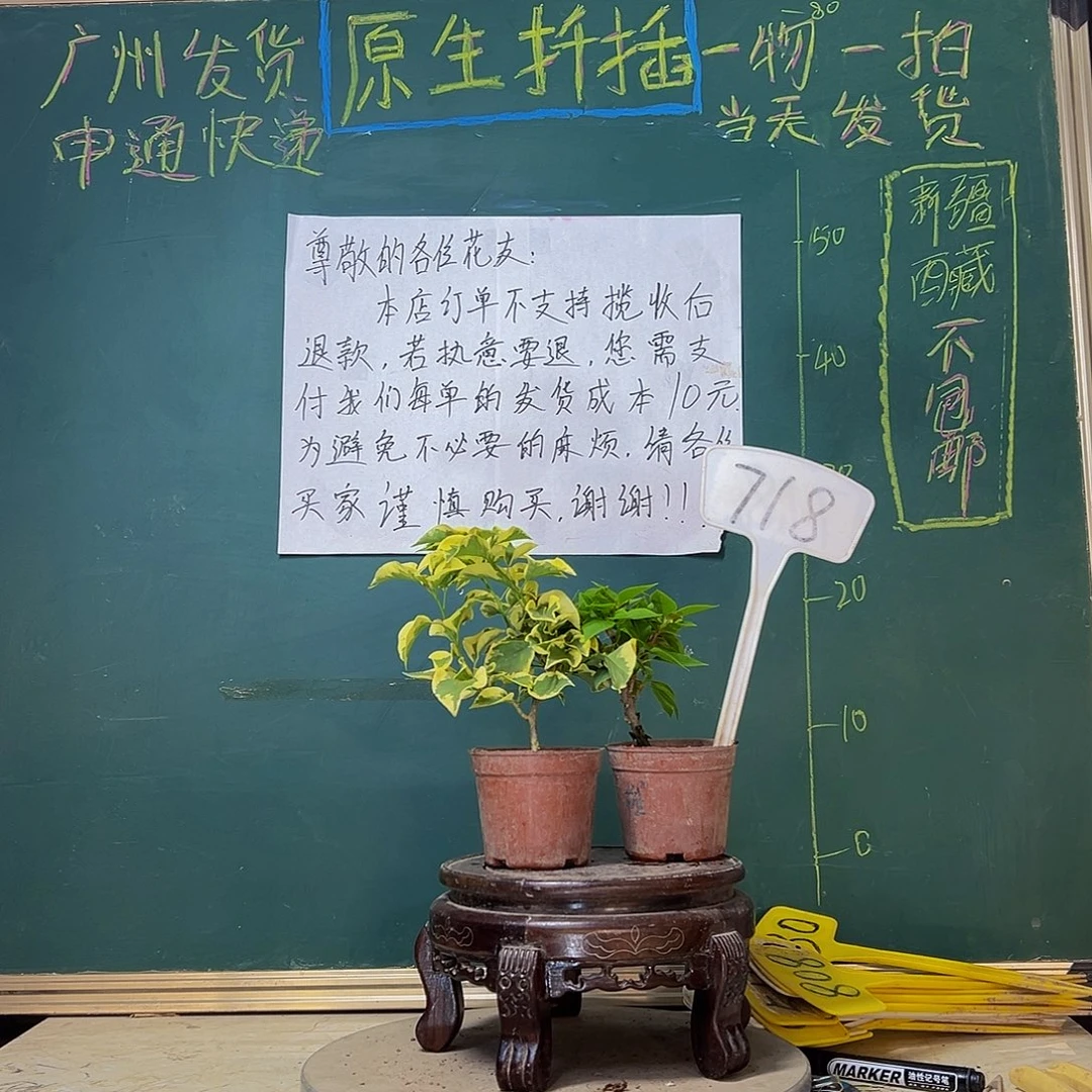 当前无花栽培后可以开花塔橙掌中宝 金边黄掌中宝718