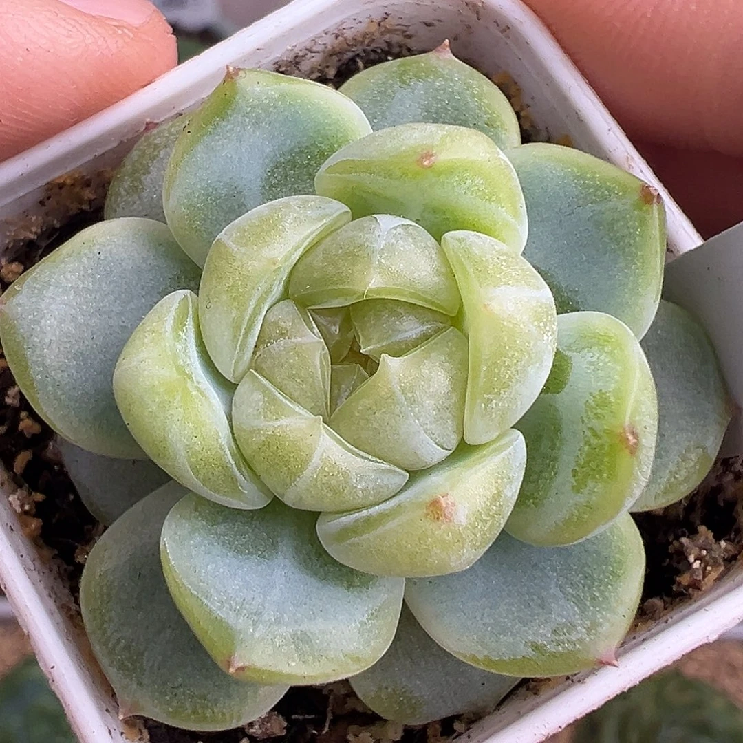 财富密码 白体。