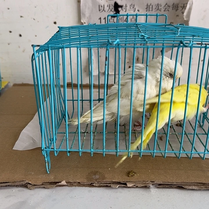 虎皮鹦鹉大头鹦鹉可以手养