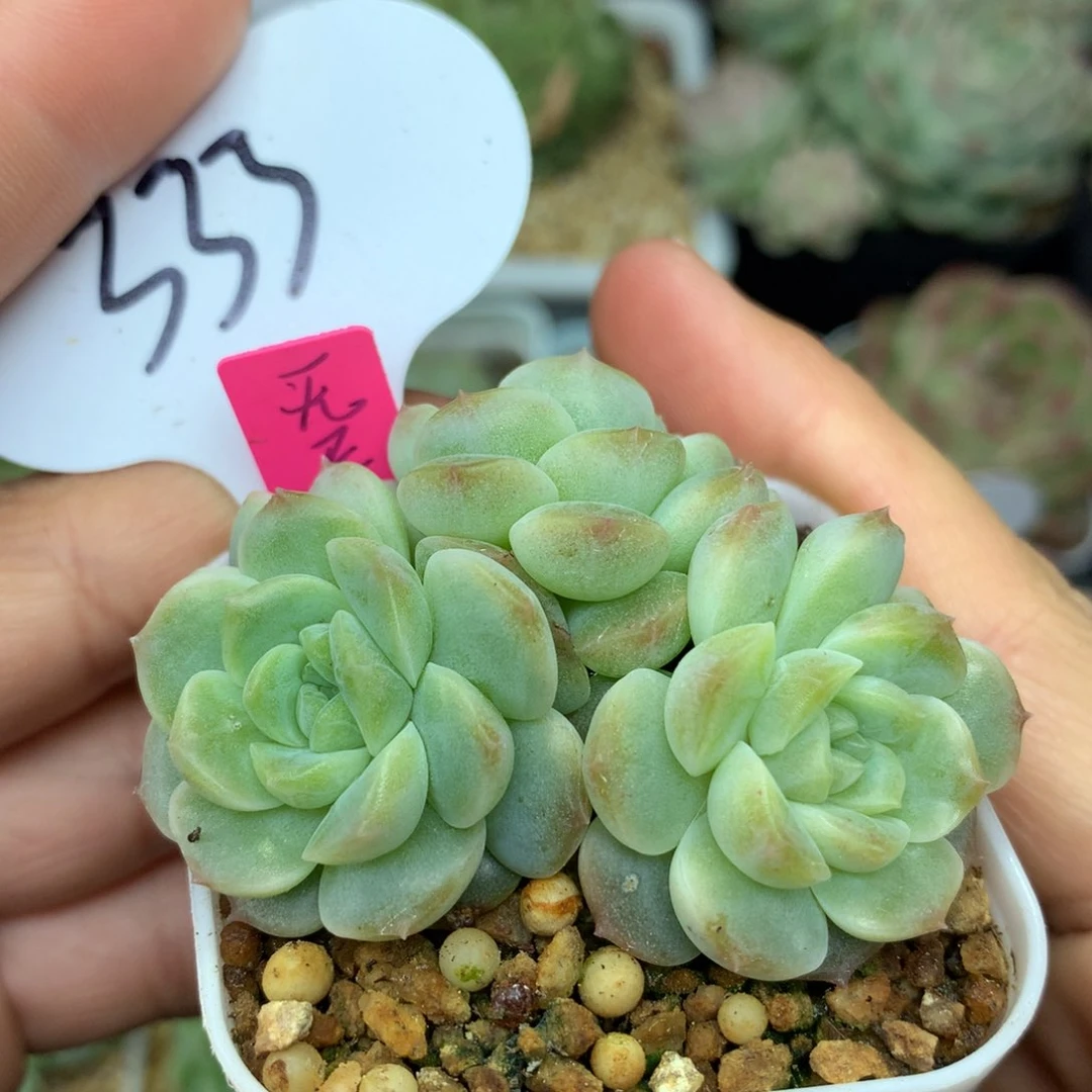 无尽灯3头自然群333