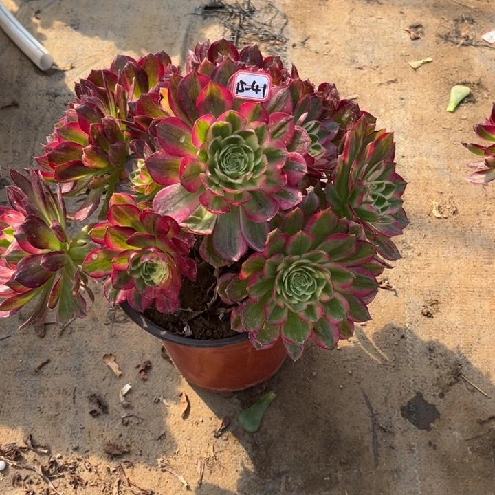 15-41海王多肉植物