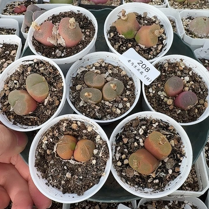 老马生石花双头毛