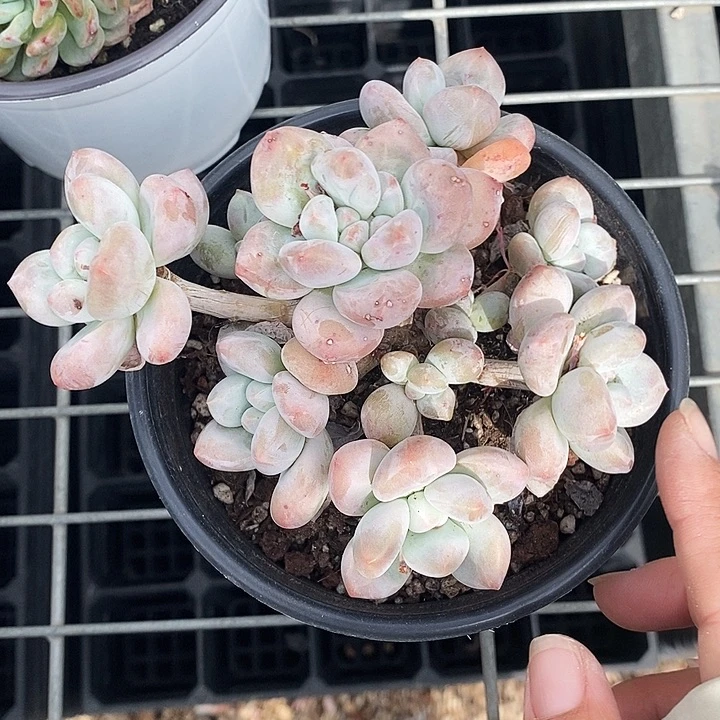 昆**?香水35788999“l l l