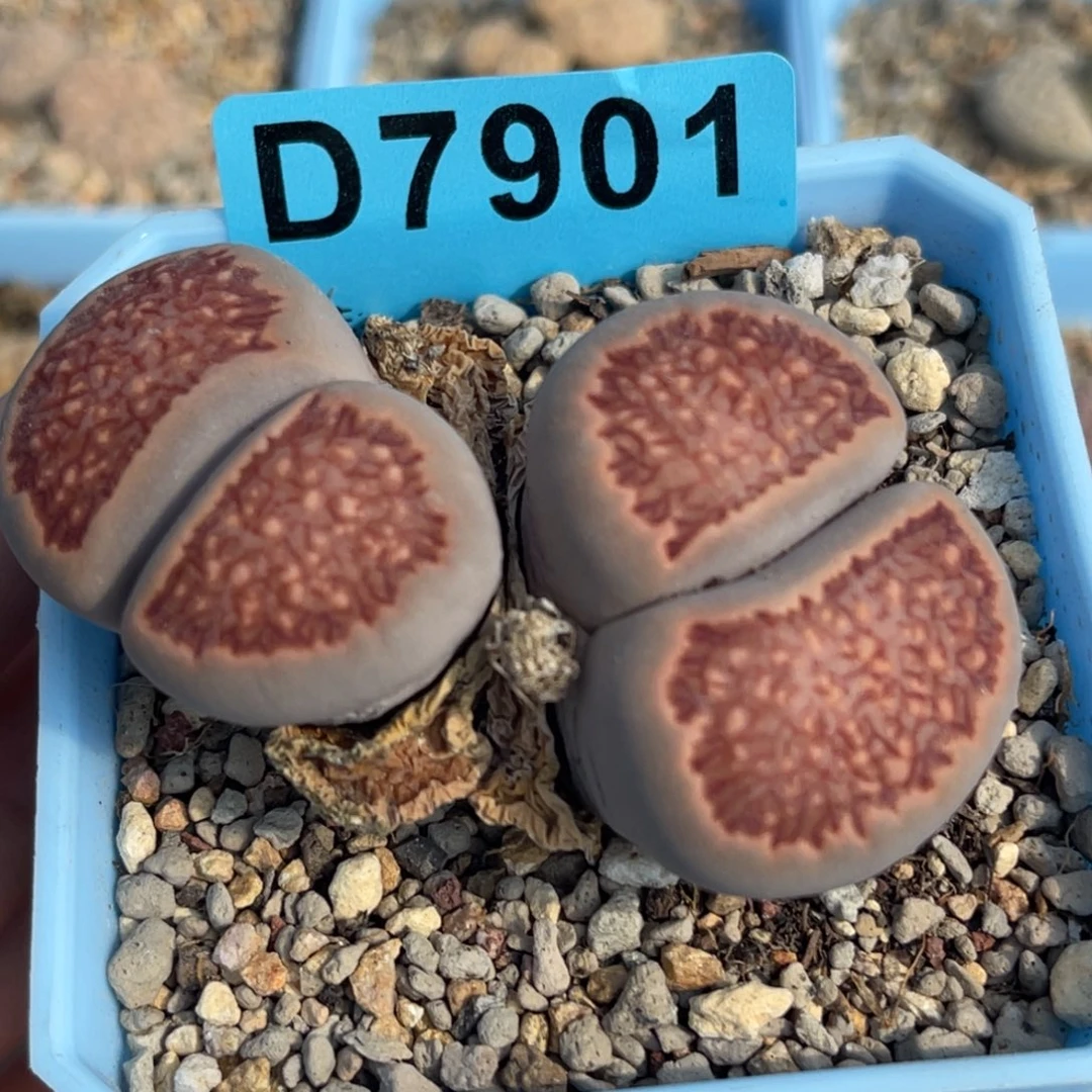 7901双头红窗菊一颗