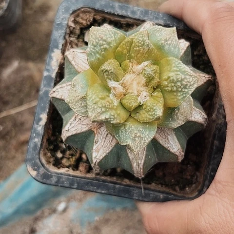 234牡丹清棚特价出售