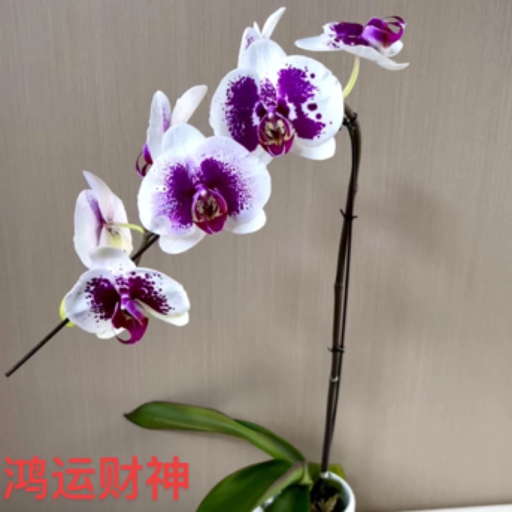 龙兰蝴蝶兰单颗 大花 瀑布式大花絮 变异株蝴蝶兰下单咨询后发货