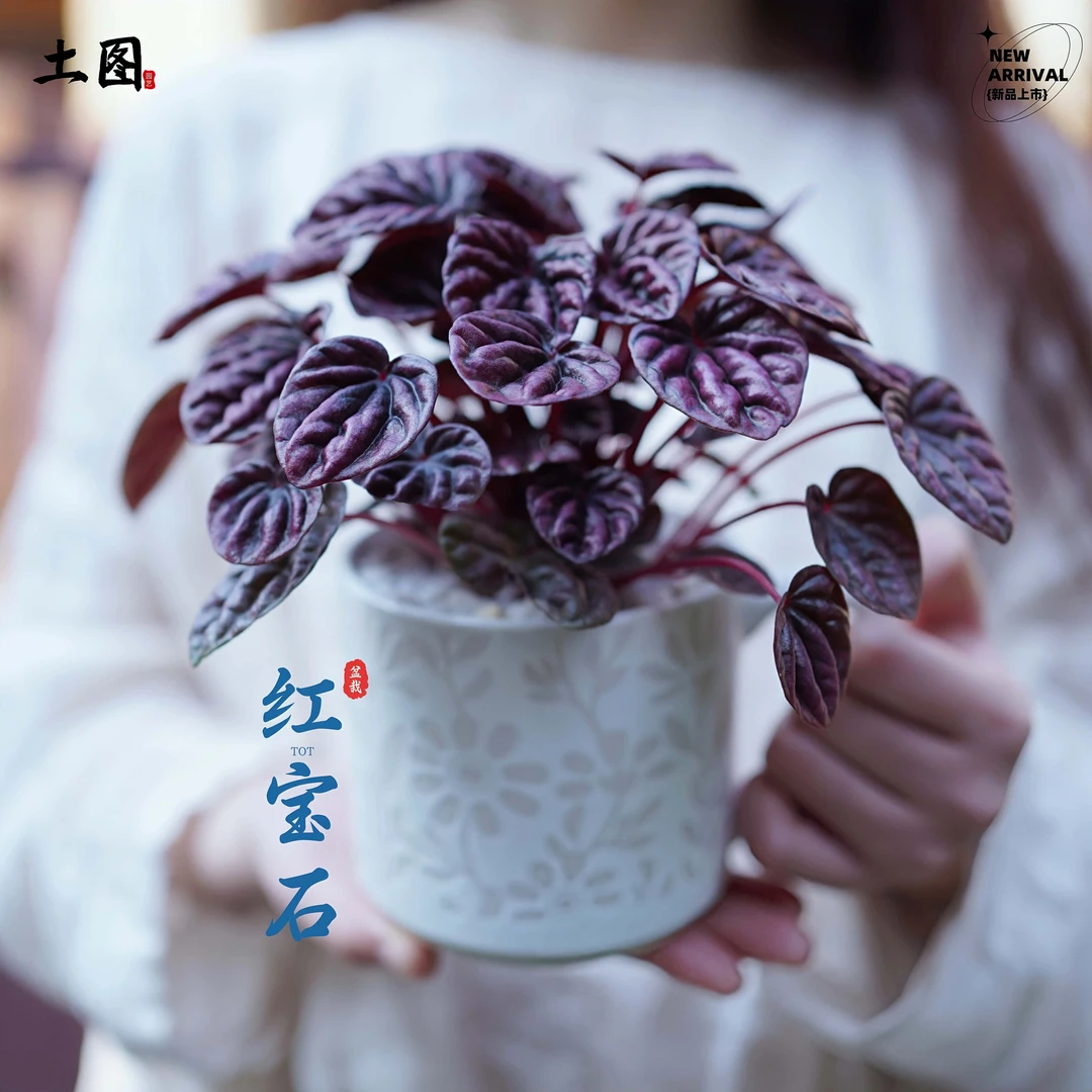 红美人红宝石皱叶椒草盆栽绿植室内耐阴红叶植物带盆栽种好发货