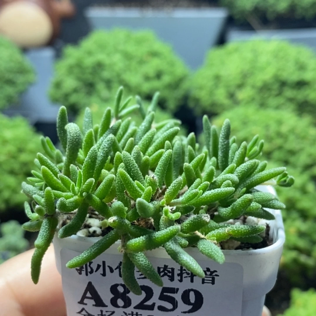 狐尾8259枝干番杏