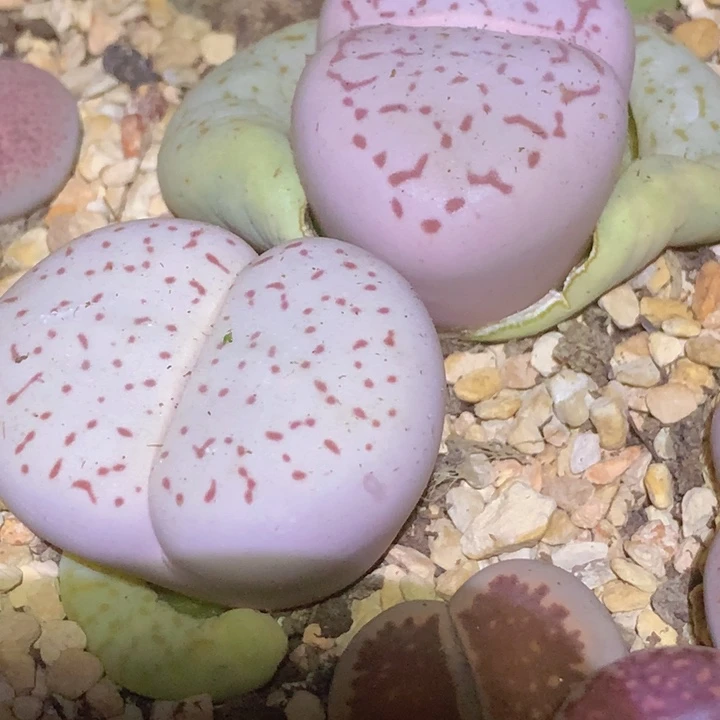 用****559658860688989899666665