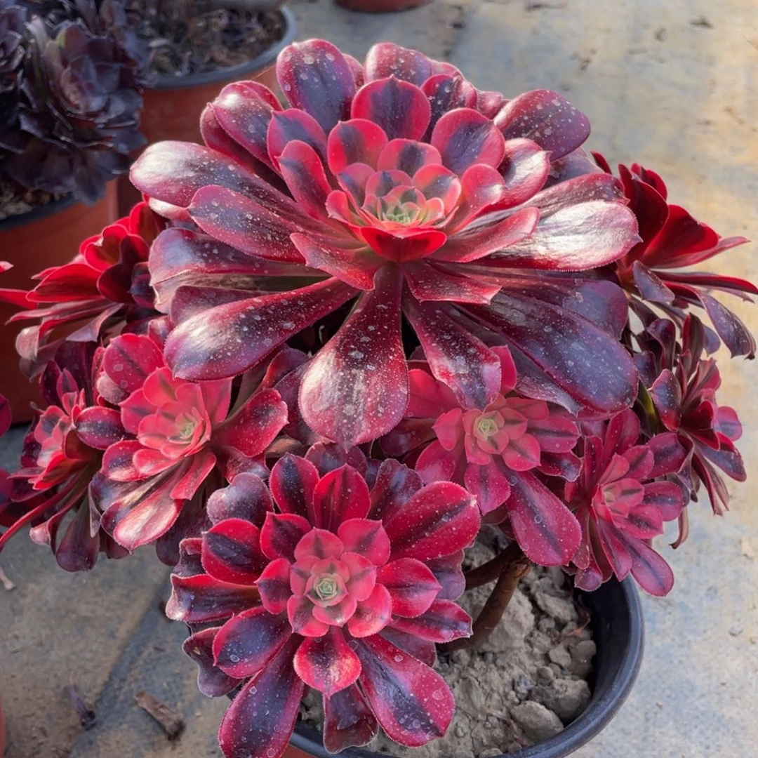 773美杜莎精品法师多肉